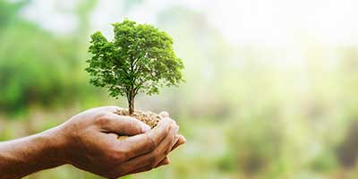 The Branch Office Tree Service - Libertyville - Emergency Tree Services
