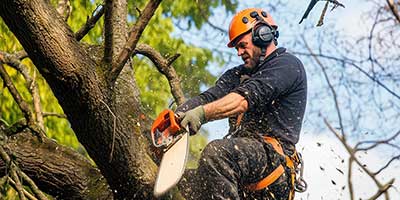 The Branch Office Tree Service - Libertyville - Emergency Tree Services